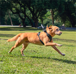 Insta360 Pet Harness Mount size L, оригинал m211