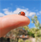 Insta360 GO Ultra Micro Lens, оригинал gou010